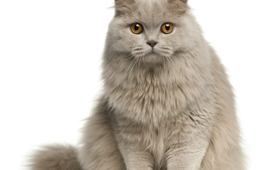 Warum pinkelt meine Katze plötzlich neben das Klo?
