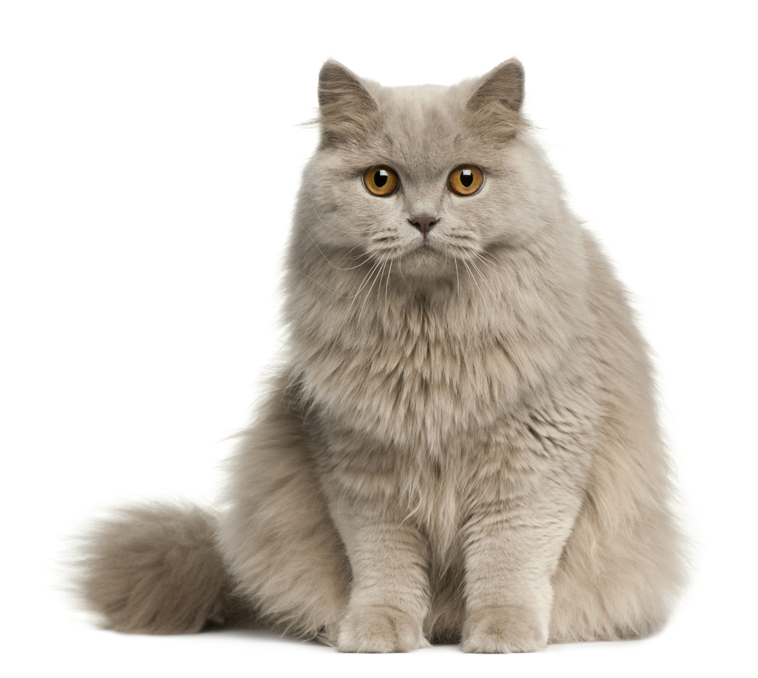 British longhair cat, 8 months old, sitting in front of white background