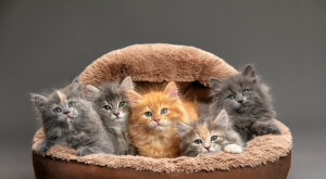 group of five different colored kittens together resting inside of basket pet carrier looking out