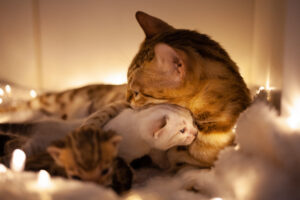 Mom cat hugs her little kitten, take care of their children