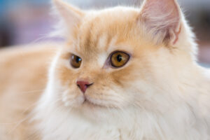 Relaxed orange-white cat