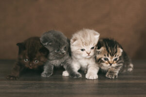 Very cute british kittens of beautiful colors sit on a plaid and look in the frame